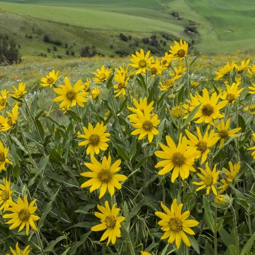WA, Kamiak Butte Co Park Douglass sunflowers
